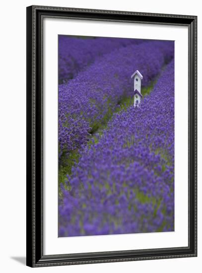 Farm Birdhouse with Rows of Lavender at Lavender Festival, Sequim, Washington, USA-Merrill Images-Framed Photographic Print