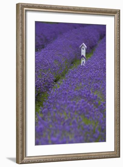 Farm Birdhouse with Rows of Lavender at Lavender Festival, Sequim, Washington, USA-Merrill Images-Framed Photographic Print