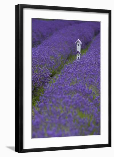 Farm Birdhouse with Rows of Lavender at Lavender Festival, Sequim, Washington, USA-Merrill Images-Framed Photographic Print