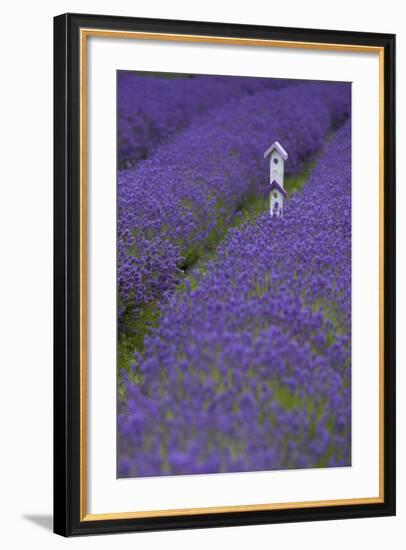 Farm Birdhouse with Rows of Lavender at Lavender Festival, Sequim, Washington, USA-Merrill Images-Framed Photographic Print