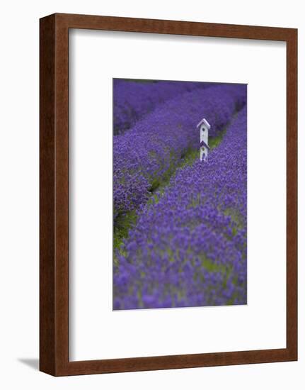 Farm Birdhouse with Rows of Lavender at Lavender Festival, Sequim, Washington, USA-Merrill Images-Framed Photographic Print