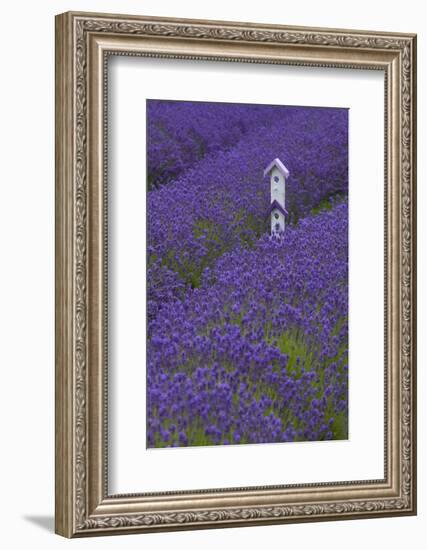 Farm Birdhouse with Rows of Lavender at Lavender Festival, Sequim, Washington, USA-Merrill Images-Framed Photographic Print