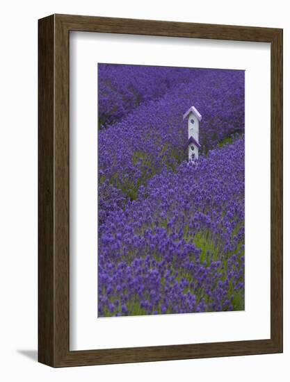 Farm Birdhouse with Rows of Lavender at Lavender Festival, Sequim, Washington, USA-Merrill Images-Framed Photographic Print