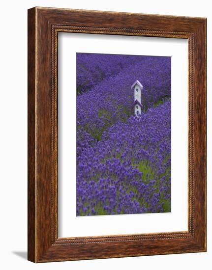 Farm Birdhouse with Rows of Lavender at Lavender Festival, Sequim, Washington, USA-Merrill Images-Framed Photographic Print