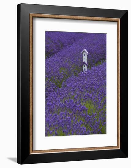 Farm Birdhouse with Rows of Lavender at Lavender Festival, Sequim, Washington, USA-Merrill Images-Framed Photographic Print