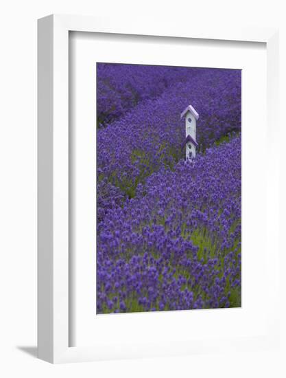 Farm Birdhouse with Rows of Lavender at Lavender Festival, Sequim, Washington, USA-Merrill Images-Framed Photographic Print