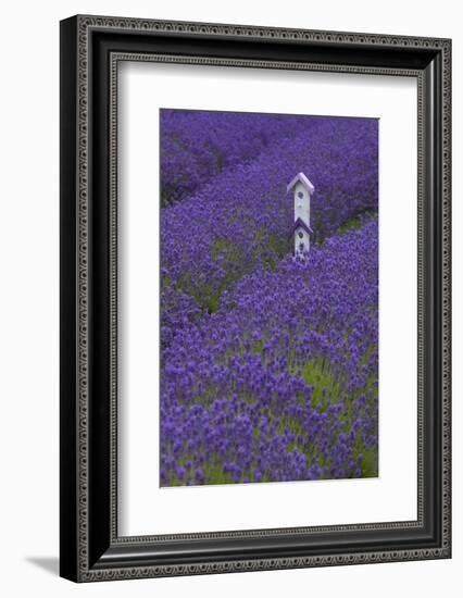 Farm Birdhouse with Rows of Lavender at Lavender Festival, Sequim, Washington, USA-Merrill Images-Framed Photographic Print