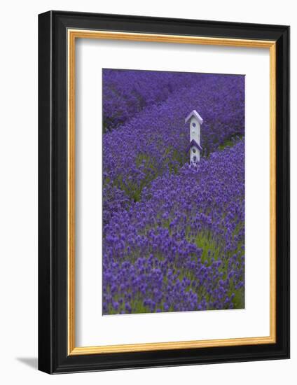 Farm Birdhouse with Rows of Lavender at Lavender Festival, Sequim, Washington, USA-Merrill Images-Framed Photographic Print