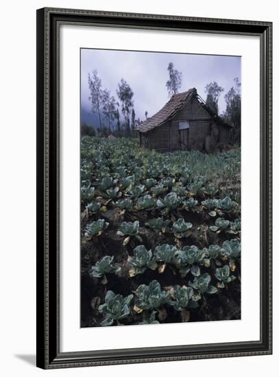 Farm Building In Bromo-Tengger-Semeru National Park, Java, Indonesia-Daniel Gomez-Framed Photographic Print