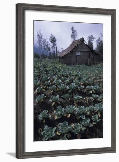 Farm Building In Bromo-Tengger-Semeru National Park, Java, Indonesia-Daniel Gomez-Framed Photographic Print