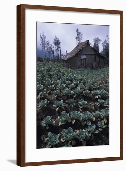 Farm Building In Bromo-Tengger-Semeru National Park, Java, Indonesia-Daniel Gomez-Framed Photographic Print