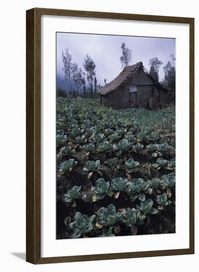 Farm Building In Bromo-Tengger-Semeru National Park, Java, Indonesia-Daniel Gomez-Framed Photographic Print