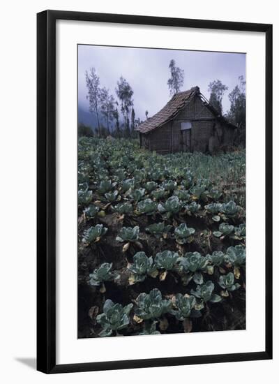 Farm Building In Bromo-Tengger-Semeru National Park, Java, Indonesia-Daniel Gomez-Framed Photographic Print