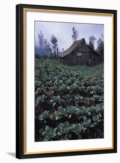 Farm Building In Bromo-Tengger-Semeru National Park, Java, Indonesia-Daniel Gomez-Framed Photographic Print