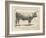 Farm Bull I-Gwendolyn Babbitt-Framed Art Print