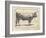 Farm Bull I-Gwendolyn Babbitt-Framed Art Print