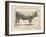 Farm Bull I-Gwendolyn Babbitt-Framed Art Print