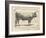 Farm Bull I-Gwendolyn Babbitt-Framed Art Print