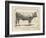 Farm Bull I-Gwendolyn Babbitt-Framed Art Print