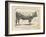 Farm Bull I-Gwendolyn Babbitt-Framed Art Print