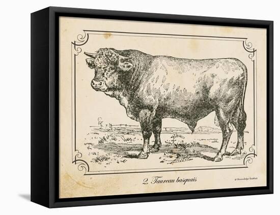 Farm Bull II-Gwendolyn Babbitt-Framed Stretched Canvas