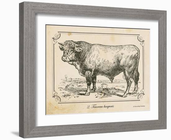 Farm Bull II-Gwendolyn Babbitt-Framed Art Print