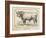 Farm Bull II-Gwendolyn Babbitt-Framed Art Print