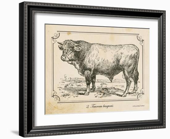 Farm Bull II-Gwendolyn Babbitt-Framed Art Print