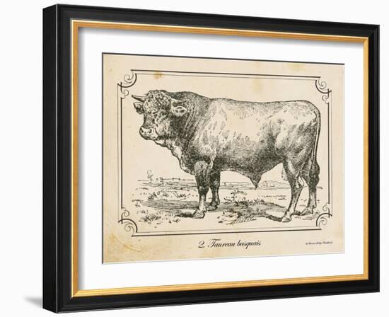 Farm Bull II-Gwendolyn Babbitt-Framed Art Print