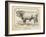 Farm Bull II-Gwendolyn Babbitt-Framed Art Print