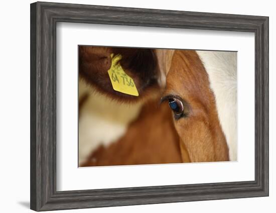 Farm, Cow, Eye, Ear Mark, Close-Up-Catharina Lux-Framed Premium Photographic Print