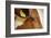 Farm, Cow, Eye, Ear Mark, Close-Up-Catharina Lux-Framed Premium Photographic Print