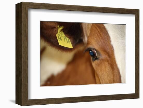 Farm, Cow, Eye, Ear Mark, Close-Up-Catharina Lux-Framed Premium Photographic Print