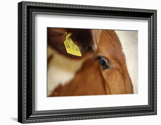 Farm, Cow, Eye, Ear Mark, Close-Up-Catharina Lux-Framed Premium Photographic Print