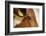 Farm, Cow, Eye, Ear Mark, Close-Up-Catharina Lux-Framed Premium Photographic Print