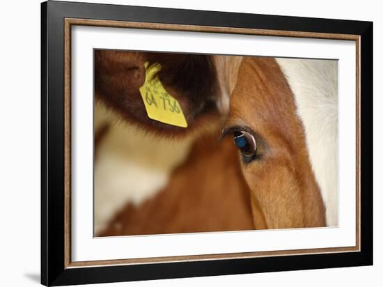 Farm, Cow, Eye, Ear Mark, Close-Up-Catharina Lux-Framed Photographic Print