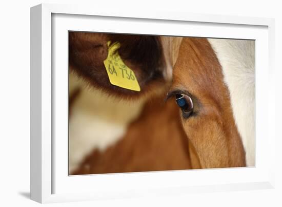 Farm, Cow, Eye, Ear Mark, Close-Up-Catharina Lux-Framed Photographic Print