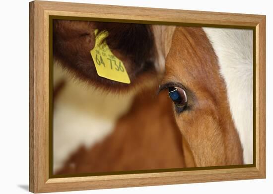 Farm, Cow, Eye, Ear Mark, Close-Up-Catharina Lux-Framed Premier Image Canvas