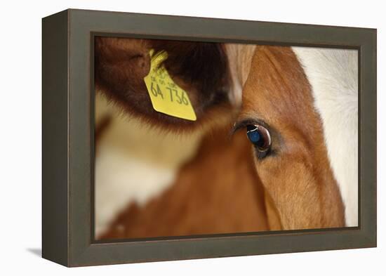 Farm, Cow, Eye, Ear Mark, Close-Up-Catharina Lux-Framed Premier Image Canvas