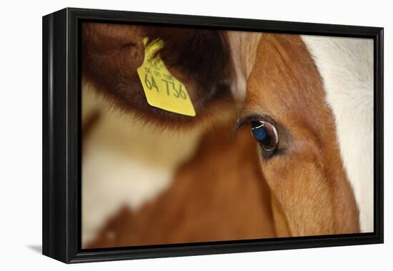 Farm, Cow, Eye, Ear Mark, Close-Up-Catharina Lux-Framed Premier Image Canvas