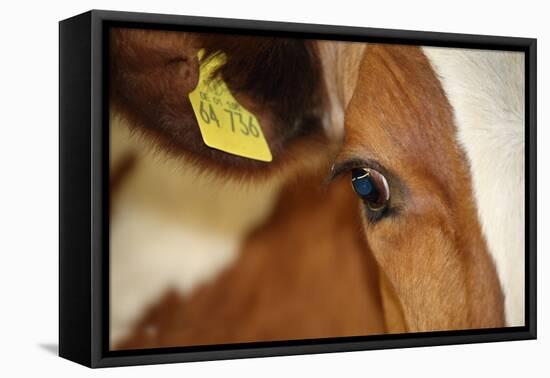 Farm, Cow, Eye, Ear Mark, Close-Up-Catharina Lux-Framed Premier Image Canvas
