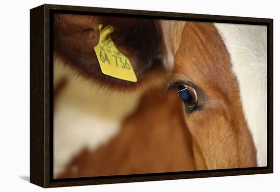 Farm, Cow, Eye, Ear Mark, Close-Up-Catharina Lux-Framed Premier Image Canvas