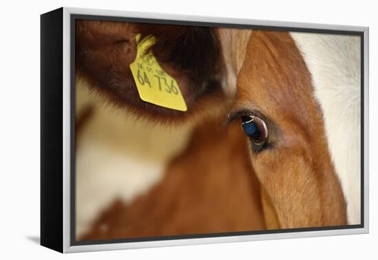 Farm, Cow, Eye, Ear Mark, Close-Up-Catharina Lux-Framed Premier Image Canvas