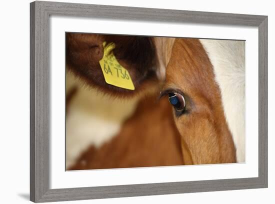 Farm, Cow, Eye, Ear Mark, Close-Up-Catharina Lux-Framed Photographic Print