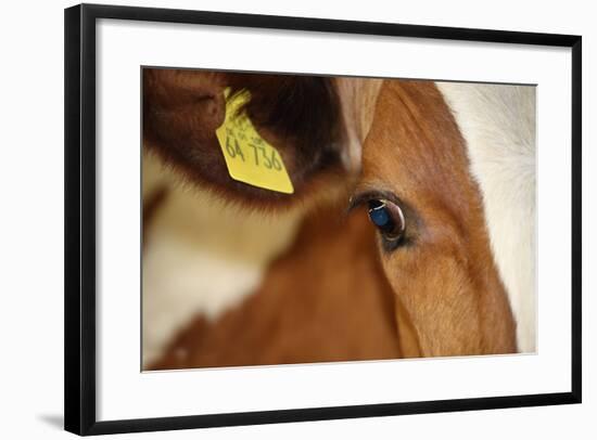Farm, Cow, Eye, Ear Mark, Close-Up-Catharina Lux-Framed Photographic Print