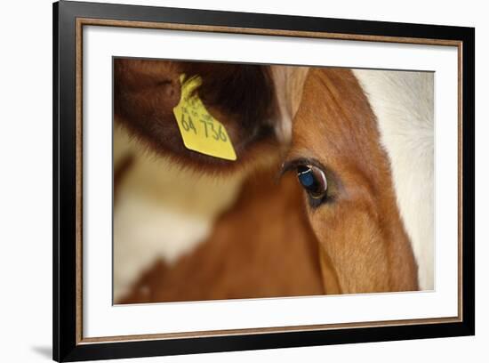 Farm, Cow, Eye, Ear Mark, Close-Up-Catharina Lux-Framed Photographic Print