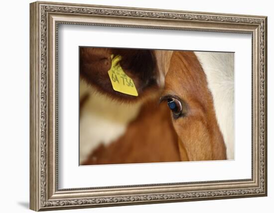 Farm, Cow, Eye, Ear Mark, Close-Up-Catharina Lux-Framed Photographic Print