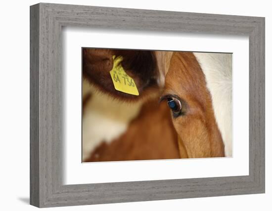 Farm, Cow, Eye, Ear Mark, Close-Up-Catharina Lux-Framed Photographic Print