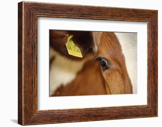 Farm, Cow, Eye, Ear Mark, Close-Up-Catharina Lux-Framed Photographic Print