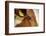 Farm, Cow, Eye, Ear Mark, Close-Up-Catharina Lux-Framed Photographic Print